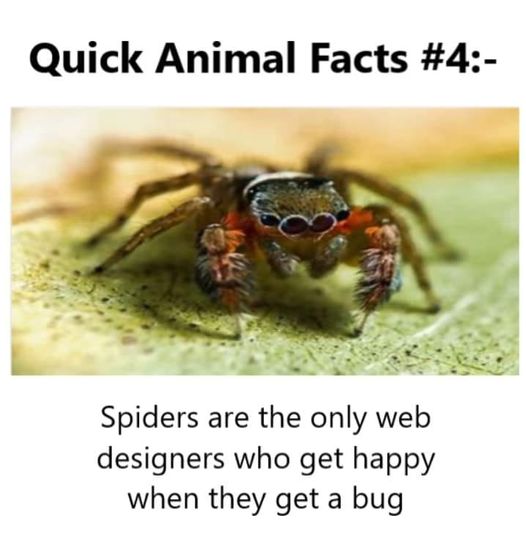 Spiders - Web Designers