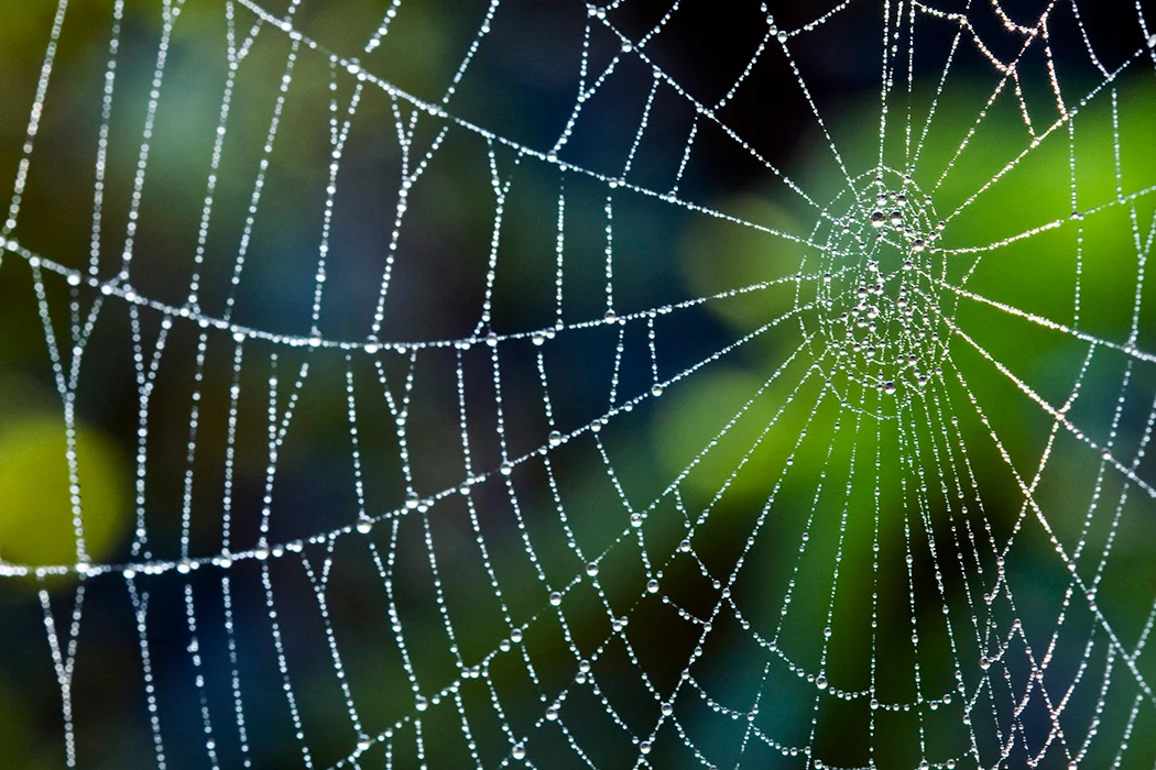 Spider Web - Web Crawler